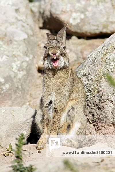 Europa Gahnen Herbivore Herbivores Kaninchen