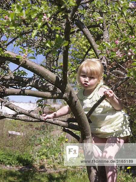 A girl climbing a tree  Skane  Sweden.