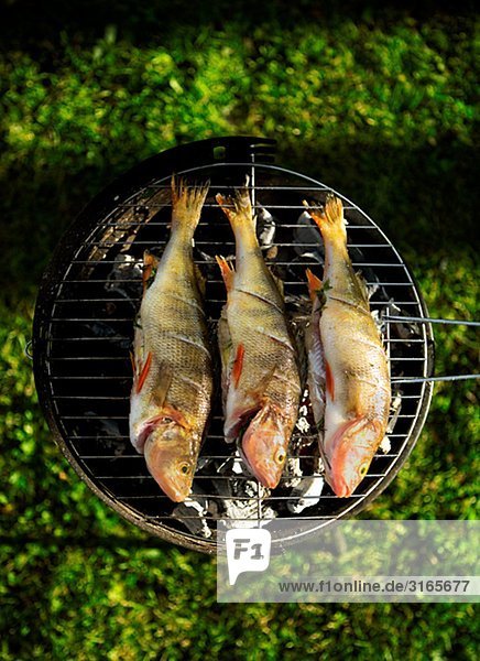 Perch on barbecue  Sweden.