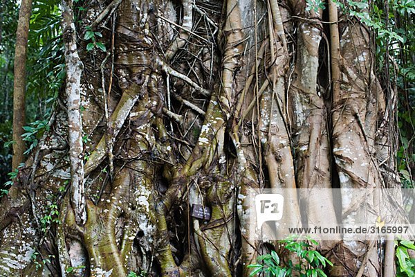 Baum in einem Dschungel  Thailand.