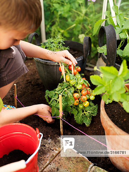 Junge - Person Pflanze Tomate