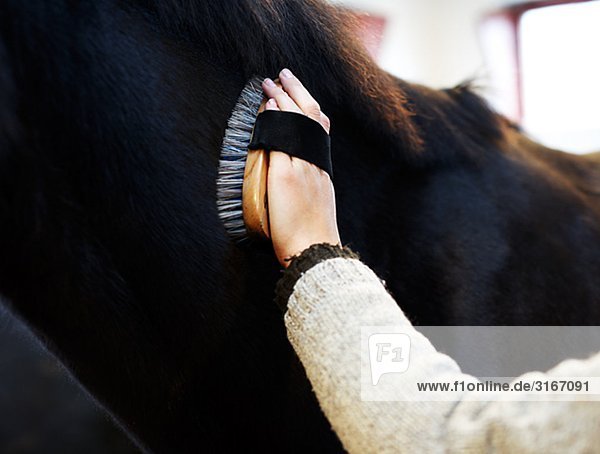 Eine Frau eine Pferd Nahaufnahme Schweden pflegen.