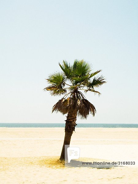 Vereinigte Staaten von Amerika USA Strand Baum Palme