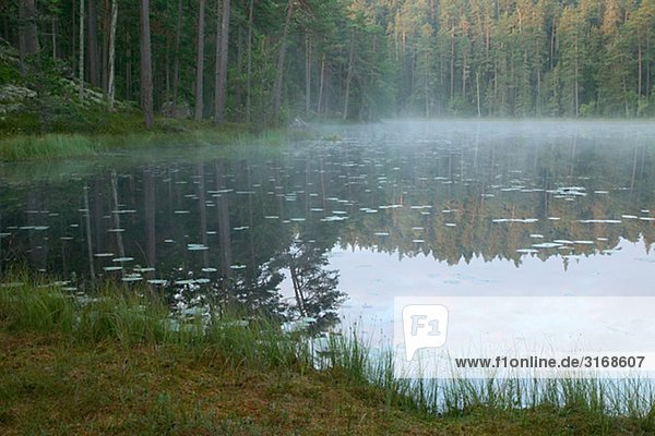 Morgennebel über Forest Lake Schweden.