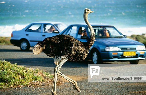 An ostrich walking on a road  South Africa.
