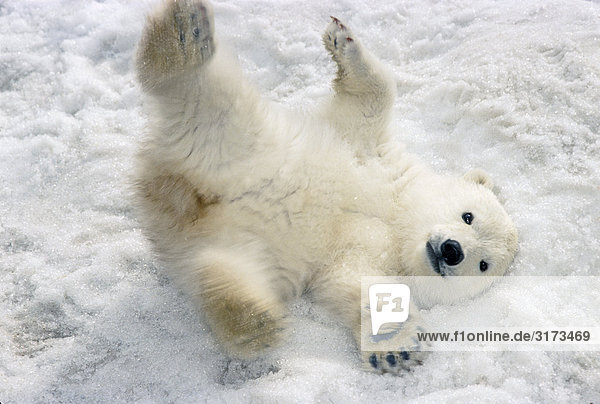 Polar Bear Cub spielen im Schnee Alaska Zoo