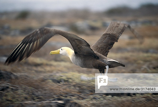 Ein gewelltes Albatross fliegen  Galapagos.