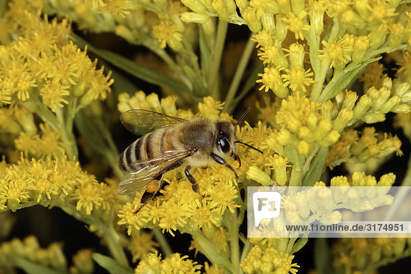 Eine Biene in eine Blume  Nahaufnahme.