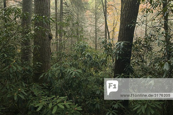 Urwald mit Hemlock und Rhododendron  Joyce Kilmer Slickrock Wildnis  North Carolina  USA.