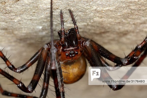 Eine europäische Cave Spider  Nahaufnahme  Schweden.