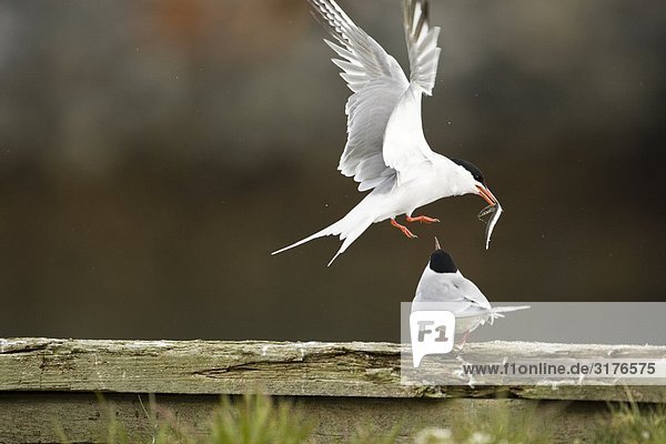Arctic tern proposing with fish  Norway.