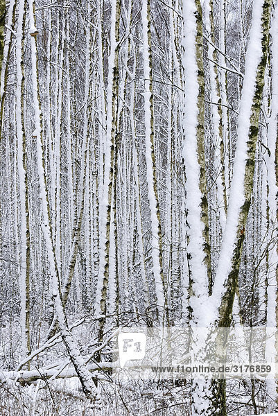 Neu gefallen Schnee in Birchwood  Schweden.