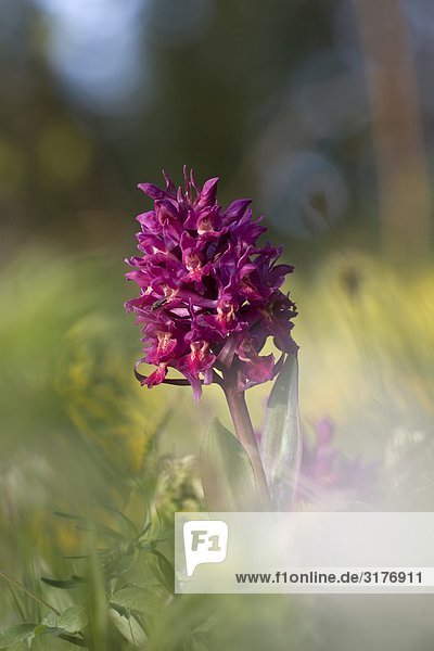 Ältere-blühende Orchidee  Nahaufnahme  Schweden.
