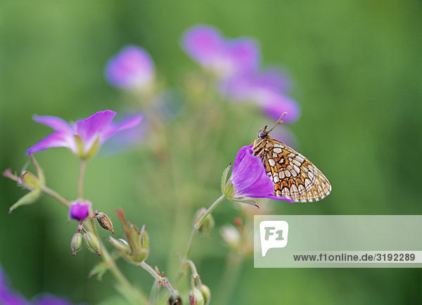 Schmetterling auf Blume  Nahaufnahme