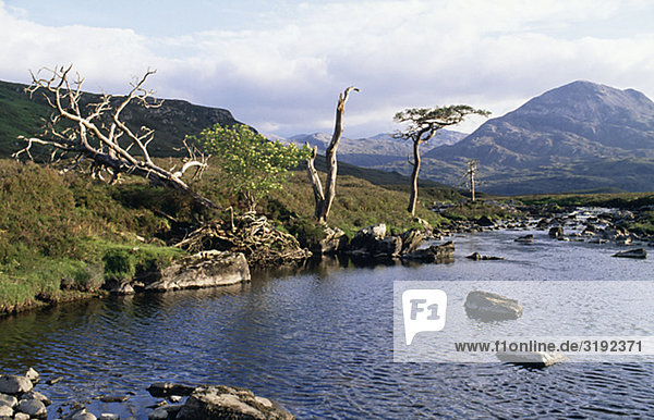 Bare trees by river with mountain background