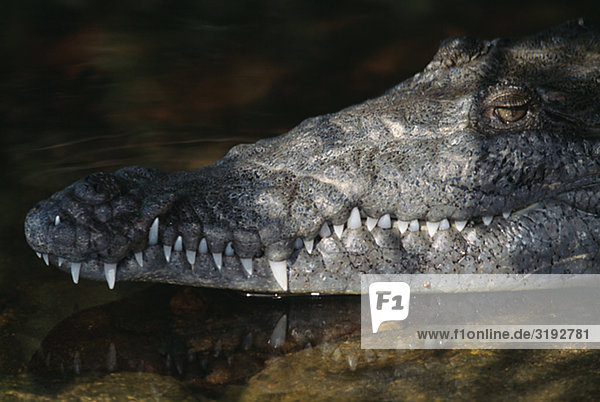 Krokodil  Nahaufnahme