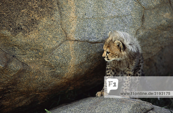 Cheetah Cub auf Stein  Tansania.