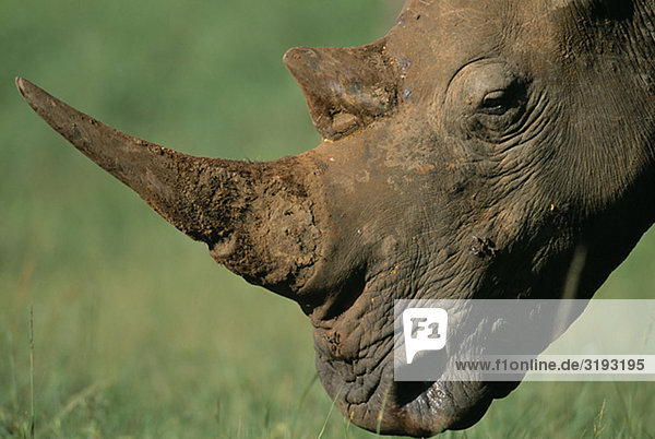 A rhinoceros  close-up.