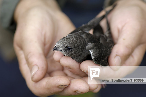 Pair of hands holding a common swift  Sweden.