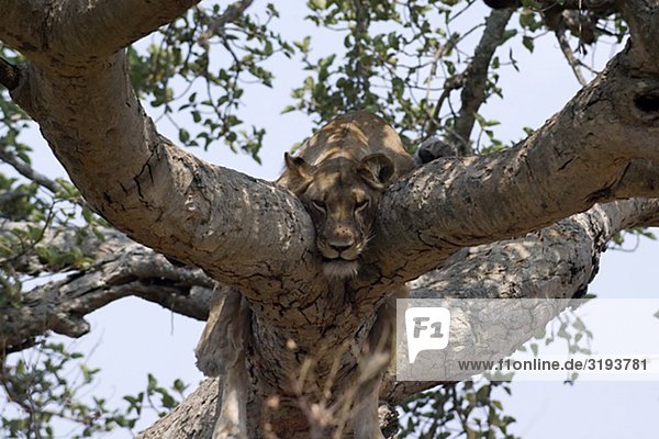 Ein Löwe in einem Baum  Uganda.