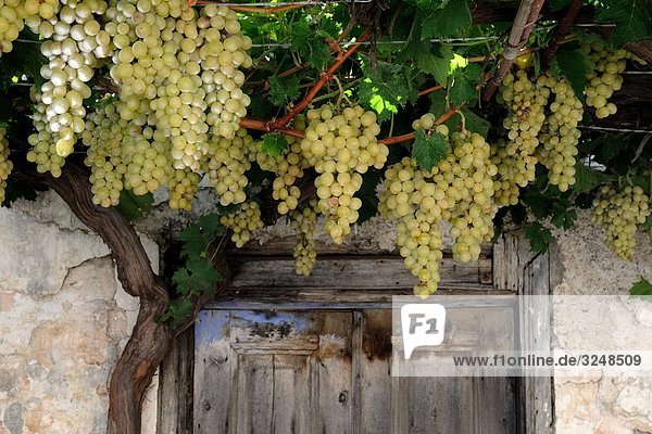Weintrauben an einer alten Hausfassade wachsend  Rhodos  Griechenland  Close-up Hausfassade