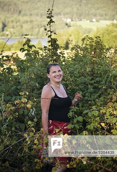 Woman picking berries  Sweden.