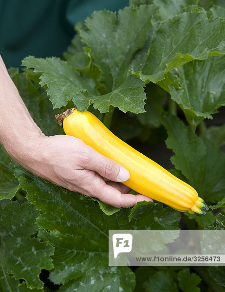 man harvesting yellow zucchini