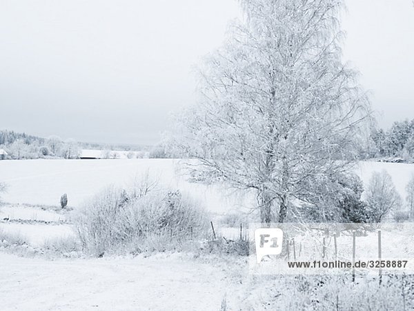 Eine verschneite Landschaft  Schweden.