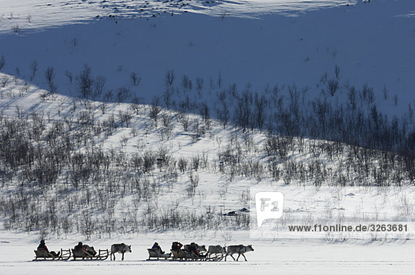 Reindeer sledding ecotourism tour Sweden.