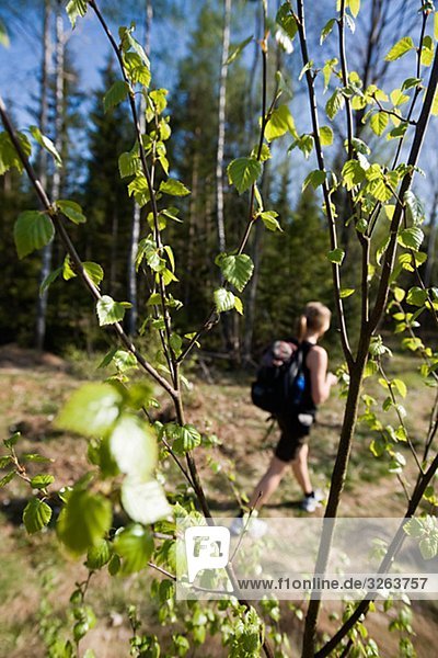 Eine Wanderung in der Natur  Schweden.