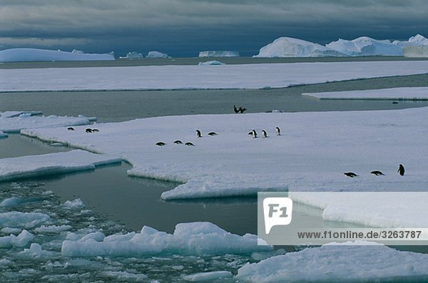 Adeliepinguine auf Eisscholle  der Antarktis.