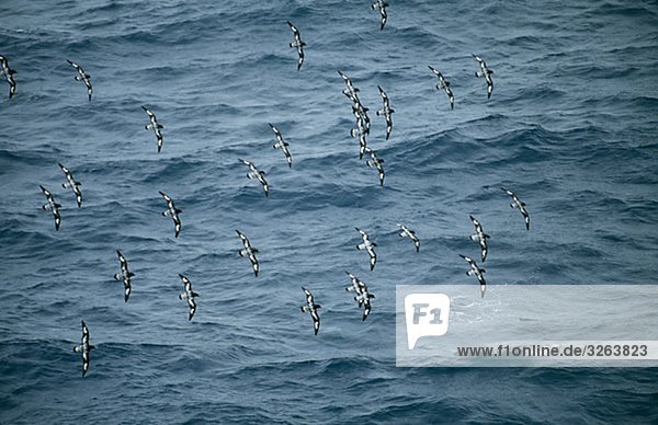 Cape Sturmvögel  den Atlantischen Ozean.