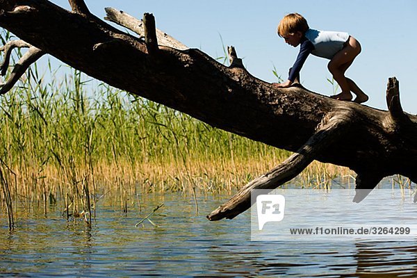 Ein junge klettern auf einem Baumstamm  Schweden.