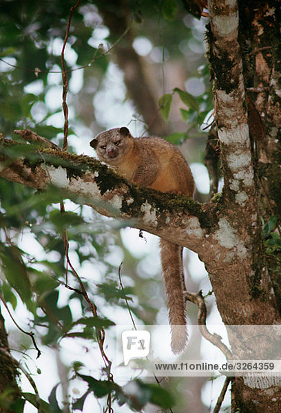 Ein Kinkajou in einem Baum  Costa Rica.