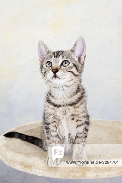 Hauskatze  Kätzchen schaut nach oben  Portrait