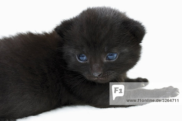 Hauskatze  schwarzes Kätzchen  Seitenansicht