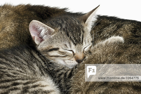 Hauskatzen  Katze und Kätzchen schlafen  Portrait  Nahaufnahme