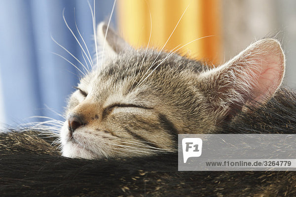 Domestic cat  kitten sleeping by mother  portrait  close-up