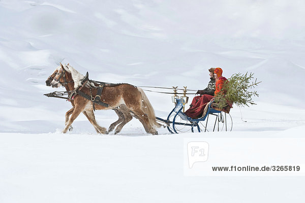 Österreich  Salzburger Land  Paartransport Weihnachtsbaum auf Schlitten  lächelnd  Seitenansicht