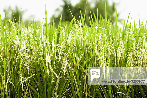 Asia  Indonesia  Bali  Blades of grass  close-up