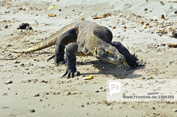 Asia  Indonesia  Rinca Island  Komodo Dragon (Varanus komodoensis)