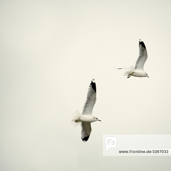 Germany  Sankt Peter Ording  Seagulls in flight