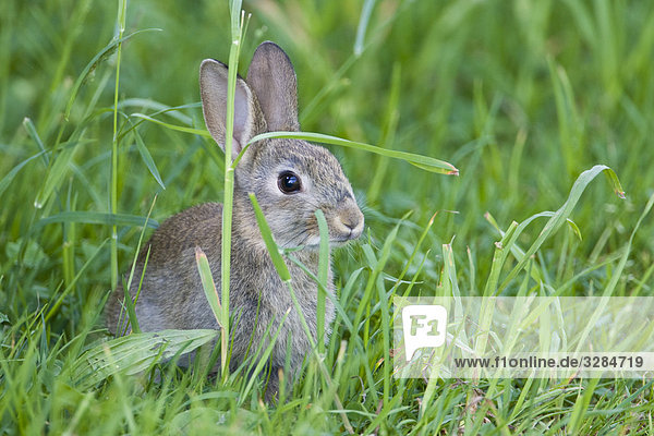 Kaninchen im grünen Gras sitzend  Baden-Württemberg  Deutschland