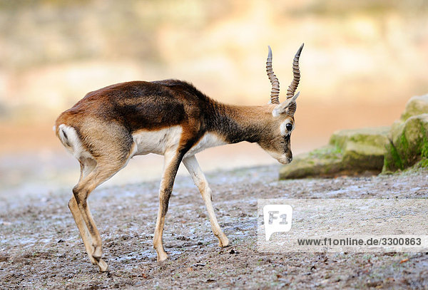 Männliche Hirschziegenantilope (Antilope cervicapra)  Seitenansicht