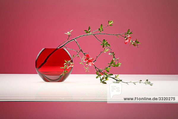 Zierquittenzweig in einer roten Blumenvase