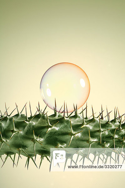 Seifenblase auf einem Kaktus  Close-up
