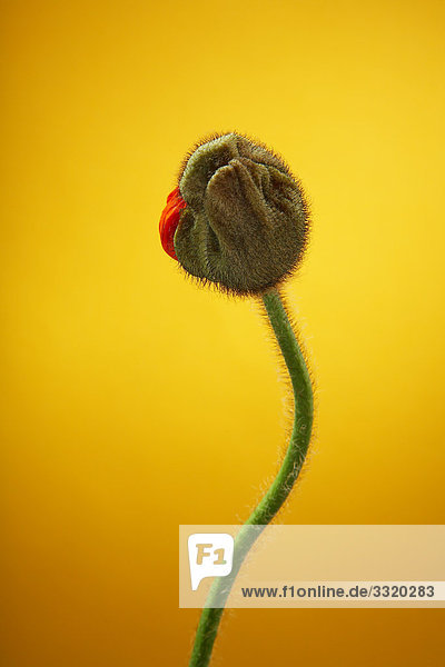 Poppy bud (Papaver rhoeas) against yellow background  close-up
