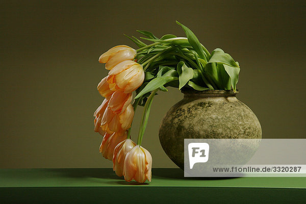 Tulips fading in flower vase