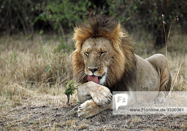 Löwe (Panthera leo) putzt sich  Masai Mara National Reserve  Kenia