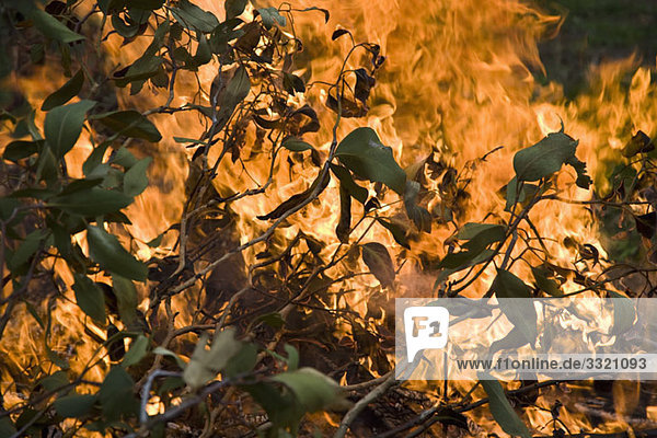 Detail eines Waldbrandes